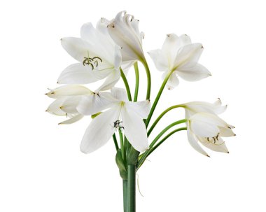 Crinum moorei çiçekleri, Natal Lily, Beyaz Lily beyaz arka planda izole edilmiş.                       
