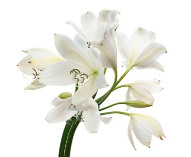 Crinum moorei çiçekleri, Natal Lily, Beyaz Lily beyaz arka planda izole edilmiş.                       