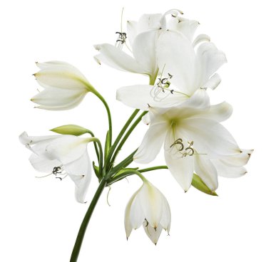 Crinum moorei çiçekleri, Natal Lily, Beyaz Lily beyaz arka planda izole edilmiş.                       