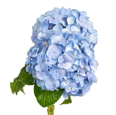 Ortanca çiçeği, ortanca makrofilla, beyaz arka planda izole edilmiş, kırpma yolu ile                              