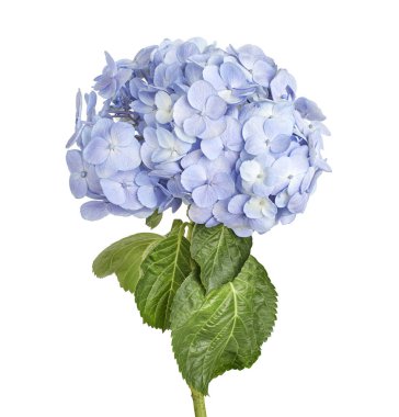 Ortanca çiçeği, ortanca makrofilla, beyaz arka planda izole edilmiş, kırpma yolu ile                              