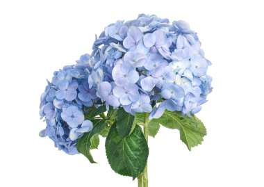 Ortanca çiçeği, ortanca makrofilla, beyaz arka planda izole edilmiş, kırpma yolu ile                              
