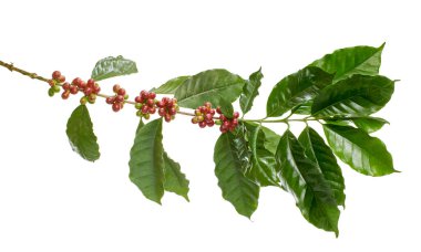 Dal kahve ağacının yaprakları, RIPE ve olgunlaşmamış kahve çekirdekleri izole kırpma yolu beyaz zemin üzerine kırmızı kahve çekirdekleri 