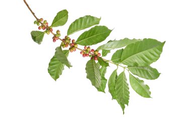 Dal kahve ağacının yaprakları, RIPE ve olgunlaşmamış kahve çekirdekleri izole kırpma yolu beyaz zemin üzerine kırmızı kahve çekirdekleri 