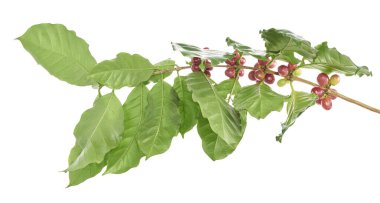 Dal kahve ağacının yaprakları, RIPE ve olgunlaşmamış kahve çekirdekleri izole kırpma yolu beyaz zemin üzerine kırmızı kahve çekirdekleri    