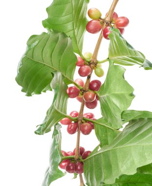Dal kahve ağacının yaprakları, RIPE ve olgunlaşmamış kahve çekirdekleri izole kırpma yolu beyaz zemin üzerine kırmızı kahve çekirdekleri    