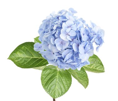 Ortanca çiçeği, ortanca makrofilla, beyaz arka planda izole edilmiş, kırpma yolu ile                              