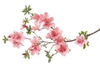 Yapraklı pembe Azaleas çiçekleri, kırpma yolu ile beyaz arka planda izole beyaz çiçekler                          