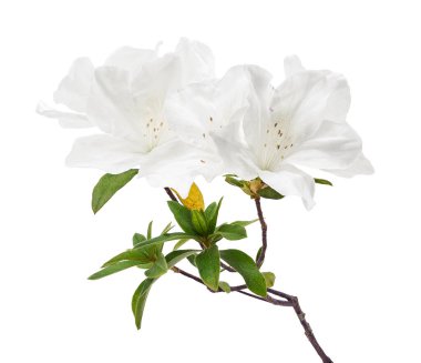 Yapraklı aczaleas çiçekleri, kesme yolu ile beyaz arka planda izole beyaz çiçekler 
