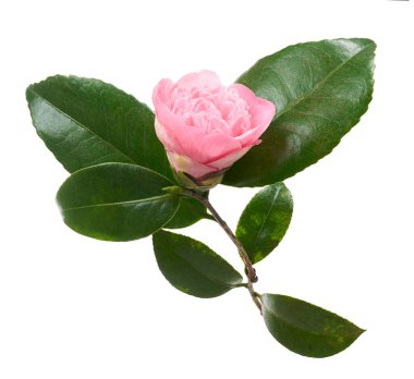 Pembe kamelya çiçeği, kamelya çiçekleri beyaz arka planda soyutlanmış yapraklarla çiçek açıyor, kırpma yolu ile.  