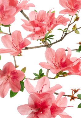 Yapraklı pembe Azaleas çiçekleri, kırpma yolu ile beyaz arka planda izole beyaz çiçekler                          