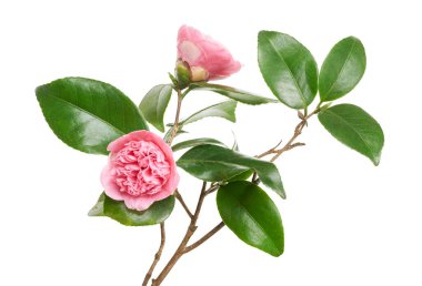 Pembe kamelya çiçeği, kamelya çiçekleri beyaz arka planda soyutlanmış yapraklarla çiçek açıyor, kırpma yolu ile.  