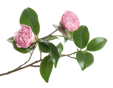 Pembe kamelya çiçeği, kamelya çiçekleri beyaz arka planda soyutlanmış yapraklarla çiçek açıyor, kırpma yolu ile.  