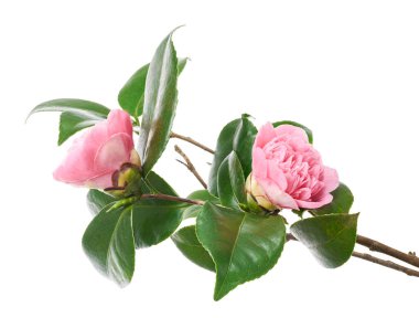 Pembe kamelya çiçeği, kamelya çiçekleri beyaz arka planda soyutlanmış yapraklarla çiçek açıyor, kırpma yolu ile.  