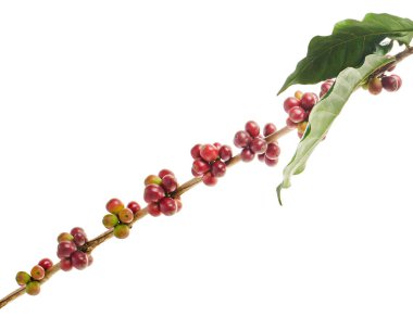 Kırmızı kahve çekirdekleri yapraklı, olgun ve olgunlaşmamış kahve çekirdekleri beyaz arka planda izole edilmiş ve kırpma yolu ile kesilmiş.  