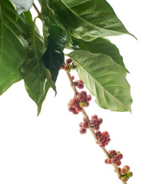 Kırmızı kahve çekirdekleri yapraklı, olgun ve olgunlaşmamış kahve çekirdekleri beyaz arka planda izole edilmiş ve kırpma yolu ile kesilmiş.  