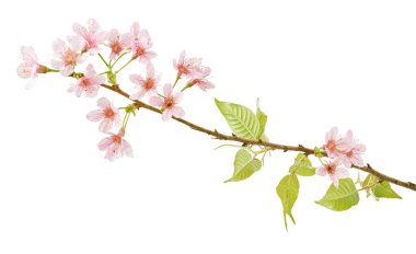 Prunus cerasoides çiçeği, vahşi Himalaya kiraz bitkileri, beyaz arka planda izole edilmiş.                                 