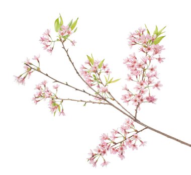 Prunus cerasoides çiçeği, vahşi Himalaya kiraz bitkileri, beyaz arka planda izole edilmiş.                                 