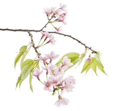 Prunus cerasoides çiçeği, vahşi Himalaya kiraz bitkileri, beyaz arka planda izole edilmiş.                                 