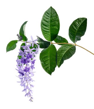Violet Sandpaper Vine, Petrea Vine beyaz arka planda izole edilmiş, kırpma yolu ile 