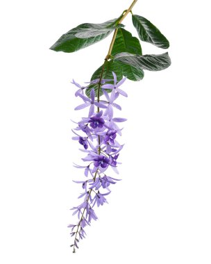 Violet Sandpaper Vine, Petrea Vine beyaz arka planda izole edilmiş, kırpma yolu ile 