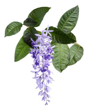 Violet Sandpaper Vine, Petrea Vine beyaz arka planda izole edilmiş, kırpma yolu ile 