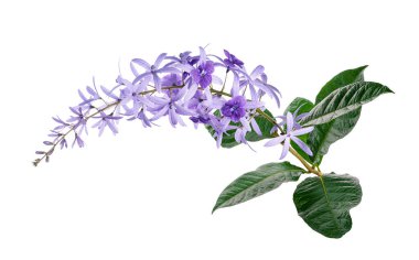 Violet Sandpaper Vine, Petrea Vine beyaz arka planda izole edilmiş, kırpma yolu ile 
