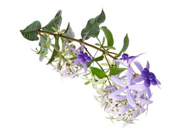 Violet Sandpaper Vine, Petrea Vine beyaz arka planda izole edilmiş, kırpma yolu ile 