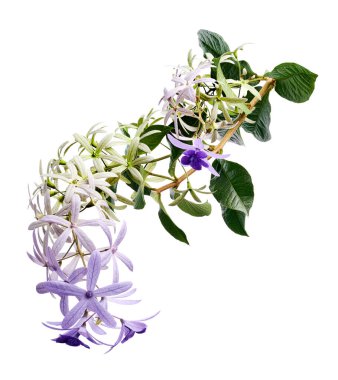 Violet Sandpaper Vine, Petrea Vine beyaz arka planda izole edilmiş, kırpma yolu ile 