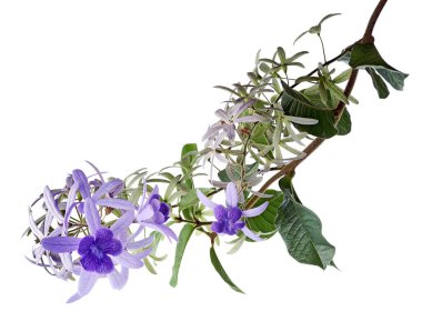 Violet Sandpaper Vine, Petrea Vine beyaz arka planda izole edilmiş, kırpma yolu ile 