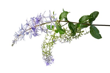 Violet Sandpaper Vine, Petrea Vine beyaz arka planda izole edilmiş, kırpma yolu ile 
