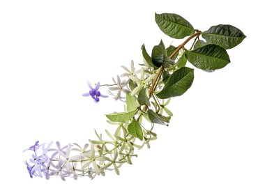 Violet Sandpaper Vine, Petrea Vine beyaz arka planda izole edilmiş, kırpma yolu ile 