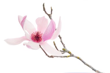 Yapraklı Magnolia liiflora çiçeği, beyaz arkaplanda izole edilmiş ve kırpma yolu olan Lily manolya çiçeği.