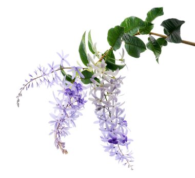Violet Sandpaper Vine, Petrea Vine beyaz arka planda izole edilmiş, kırpma yolu ile 