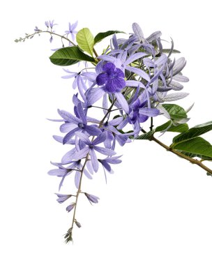 Violet Sandpaper Vine, Petrea Vine beyaz arka planda izole edilmiş, kırpma yolu ile 