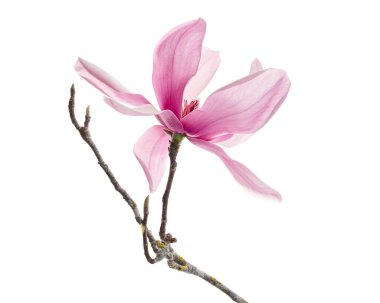 Yapraklı Magnolia liiflora çiçeği, beyaz arkaplanda izole edilmiş ve kırpma yolu olan Lily manolya çiçeği.