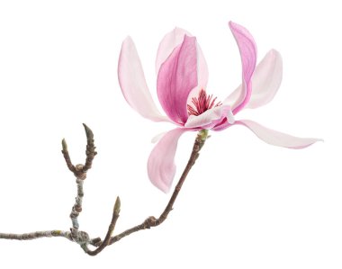 Yapraklı Magnolia liiflora çiçeği, beyaz arkaplanda izole edilmiş ve kırpma yolu olan Lily manolya çiçeği.