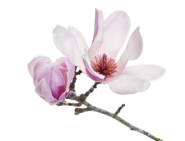 Yapraklı Magnolia liiflora çiçeği, beyaz arkaplanda izole edilmiş ve kırpma yolu olan Lily manolya çiçeği.