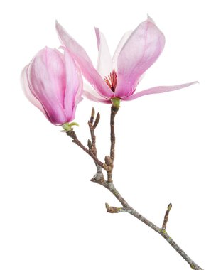 Yapraklı Magnolia liiflora çiçeği, beyaz arkaplanda izole edilmiş ve kırpma yolu olan Lily manolya çiçeği.