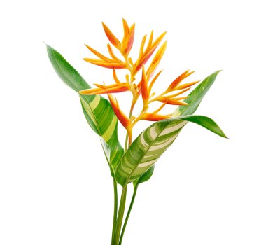 Yapraklı Heliconia psittacorum (Altın Meşale) çiçekleri, beyaz arka planda izole edilmiş tropikal çiçekler, kırpma yolu 