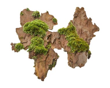 Çam kabuğunda yosun ya da yosun, ağaç kabuğunda yeşil yosun beyaz arka planda izole edilmiş, kırpma yolu ile                            