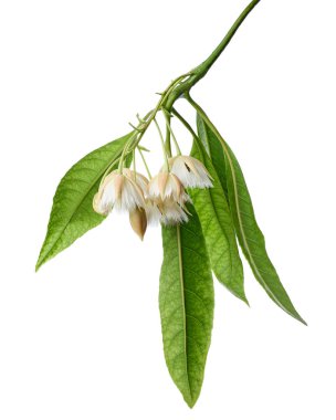 Elaeocarpus grandiflorus çiçekleri, Beyaz Peri etek çiçeği kesme yolu ile beyaz arkaplanda izole edilmiş.                           