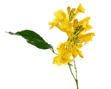 Sarı trompet çiçeği, Tecoma stans, sarı çiçekler kesme yolu ile beyaz arka planda izole                               