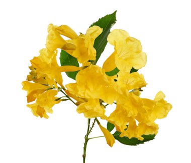 Sarı trompet çiçeği, Tecoma stans, sarı çiçekler kesme yolu ile beyaz arka planda izole                               