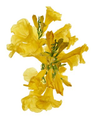 Sarı trompet çiçeği, Tecoma stans, sarı çiçekler kesme yolu ile beyaz arka planda izole                               