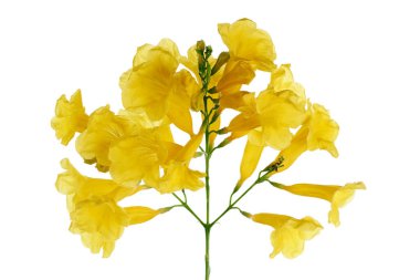 Sarı trompet çiçeği, Tecoma stans, sarı çiçekler kesme yolu ile beyaz arka planda izole                               