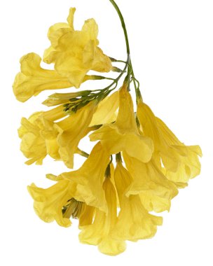 Sarı trompet çiçeği, Tecoma stans, sarı çiçekler kesme yolu ile beyaz arka planda izole                               