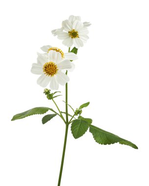 Bidens pilosa, Tüylü dilenciler, beyaz arka planda izole beyaz çiçek, kırpma yolu ile            