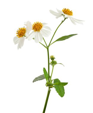 Bidens pilosa, Tüylü dilenciler, beyaz arka planda izole beyaz çiçek, kırpma yolu ile            