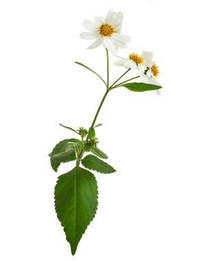 Bidens pilosa, Tüylü dilenciler, beyaz arka planda izole beyaz çiçek, kırpma yolu ile            
